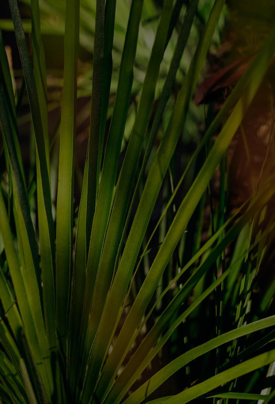 Long green palm fronds with thin blade-like leaves extending from center in natural outdoor setting
