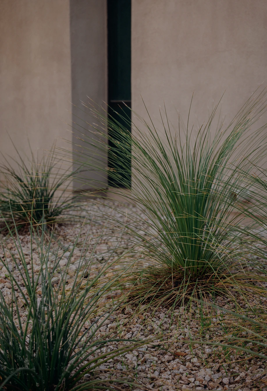 Ornamental grasses planted in gravel landscaping beside modern building with beige wall